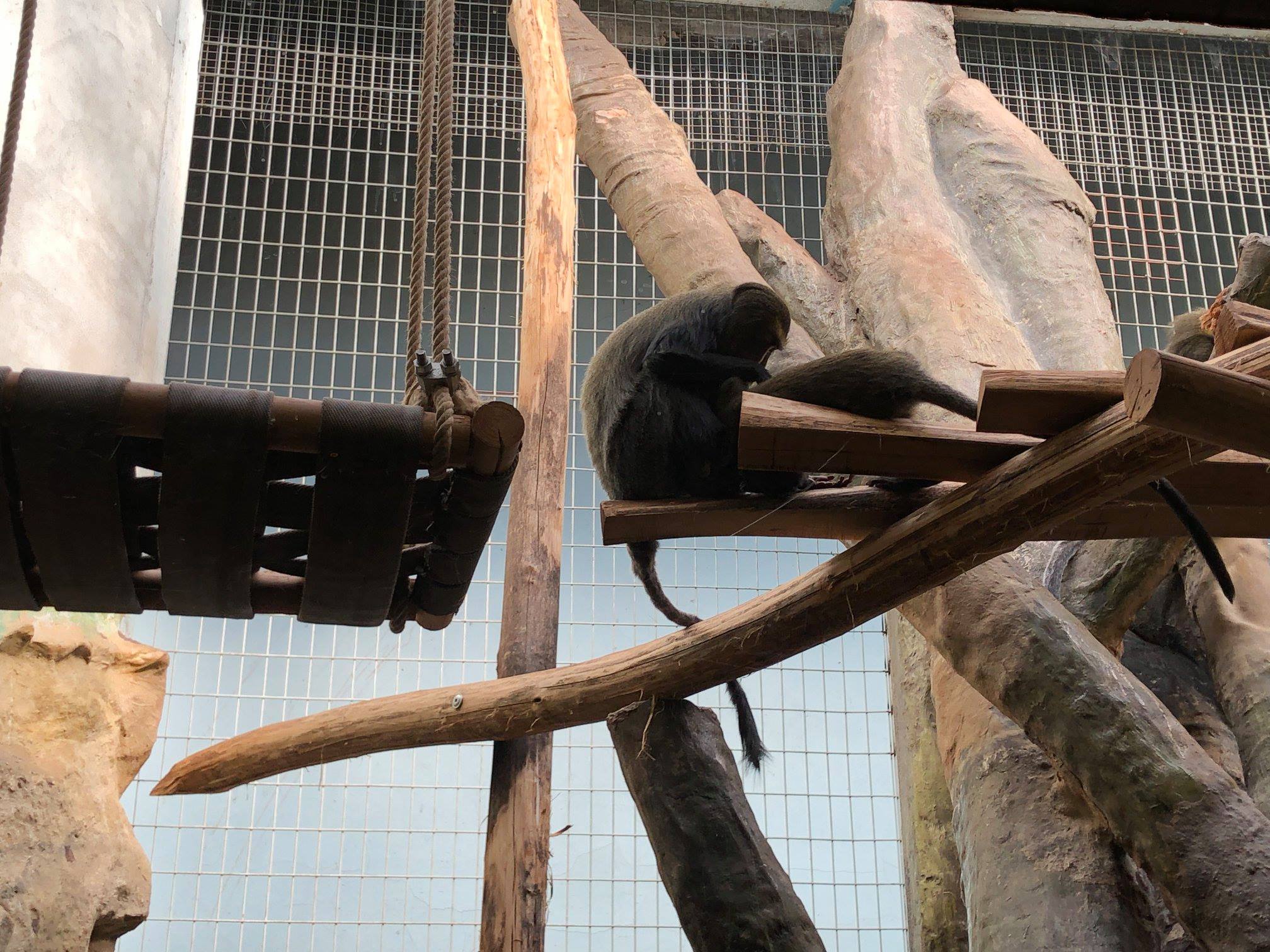 Sint-Martinus den XIIde - Zoo Antwerpen Kapoenen